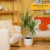 image:imageCosta Farms Dracaena Live Indoor Plant Easy Care Home DecorDracaena  Large 34 Feet Tall  in Decorative Plant Pot