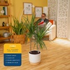 image:imageCosta Farms Dracaena Live Indoor Plant Easy Care Home DecorDracaena  Large 34 Feet Tall  in Decorative Plant Pot