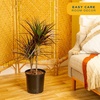image:imageCosta Farms Dracaena Live Indoor Plant Easy Care Home DecorDracaena  Large 34 Feet Tall  in Grow Pot