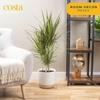 image:imageCosta Farms Dracaena Live Indoor Plant Easy Care Home DecorDracaena  Large 34 Feet Tall  in Grow Pot