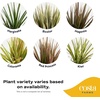 image:imageCosta Farms Dracaena Live Indoor Plant Easy Care Home DecorDracaena  Large 34 Feet Tall  in Grow Pot