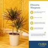 image:imageCosta Farms Dracaena Live Indoor Plant Easy Care Home DecorDracaena  Large 34 Feet Tall  in Grow Pot