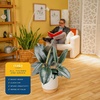 image:imageCosta Farms Fiddle Leaf Fig Live Indoor Plant Floor Plant Statement TreeBurgundy Rubber Tree  Large 23 Feet Tall  in Decorative Plant Pot