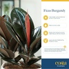 image:imageCosta Farms Fiddle Leaf Fig Live Indoor Plant Floor Plant Statement TreeBurgundy Rubber Tree  Large 23 Feet Tall  in Decorative Plant Pot