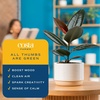 image:imageCosta Farms Fiddle Leaf Fig Live Indoor Plant Floor Plant Statement TreeBurgundy Rubber Tree  Medium 12 Feet Tall  in Decorative Planter