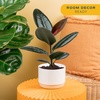 image:imageCosta Farms Fiddle Leaf Fig Live Indoor Plant Floor Plant Statement TreeBurgundy Rubber Tree  Medium 12 Feet Tall  in Decorative Planter