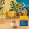 image:imageCosta Farms Fiddle Leaf Fig Live Indoor Plant Floor Plant Statement TreeDcor Planter