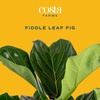 image:imageCosta Farms Fiddle Leaf Fig Live Indoor Plant Floor Plant Statement TreeDcor Planter