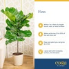image:imageCosta Farms Fiddle Leaf Fig Live Indoor Plant Floor Plant Statement TreeDcor Planter