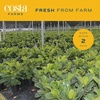 image:imageCosta Farms Fiddle Leaf Fig Live Indoor Plant Floor Plant Statement TreeDcor Planter