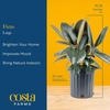 image:imageCosta Farms Fiddle Leaf Fig Live Indoor Plant Floor Plant Statement TreeFicus  HandSelected Variety  Large 23 Feet Tall  in Decorative Plant Pot