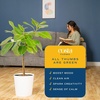 image:imageCosta Farms Fiddle Leaf Fig Live Indoor Plant Floor Plant Statement TreeFicus  HandSelected Variety  Large 34 Feet Tall  in Decorative Plant Pot