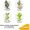image:imageCosta Farms Fiddle Leaf Fig Live Indoor Plant Floor Plant Statement TreeFicus  HandSelected Variety  Large 34 Feet Tall  in Decorative Plant Pot