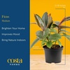 image:imageCosta Farms Fiddle Leaf Fig Live Indoor Plant Floor Plant Statement TreeFicus  HandSelected Variety  Medium 12 Inches Tall  in Decorative Pot  2Pack
