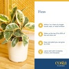 image:imageCosta Farms Fiddle Leaf Fig Live Indoor Plant Floor Plant Statement TreeFicus  HandSelected Variety  Medium 12 Inches Tall  in Decorative Pot  2Pack