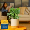 image:imageCosta Farms Fiddle Leaf Fig Live Indoor Plant Floor Plant Statement TreeFicus  HandSelected Variety  Medium 12 Inches Tall  in Decorative Pot  2Pack