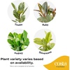 image:imageCosta Farms Fiddle Leaf Fig Live Indoor Plant Floor Plant Statement TreeFicus  HandSelected Variety  Medium 12 Inches Tall  in Decorative Pot  6Pack