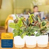 image:imageCosta Farms Fiddle Leaf Fig Live Indoor Plant Floor Plant Statement TreeFicus  HandSelected Variety  Medium 12 Inches Tall  in Decorative Pot  6Pack