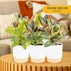image:imageCosta Farms Fiddle Leaf Fig Live Indoor Plant Floor Plant Statement TreeFicus  HandSelected Variety  Medium 12 Inches Tall  in Decorative Pot  6Pack
