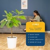 image:imageCosta Farms Fiddle Leaf Fig Live Indoor Plant Floor Plant Statement TreeFicus Audrey  Large 34 Feet Tall  in Decorative Plant Pot  2Pack