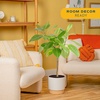 image:imageCosta Farms Fiddle Leaf Fig Live Indoor Plant Floor Plant Statement TreeFicus Audrey  Large 34 Feet Tall  in Decorative Plant Pot
