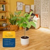 image:imageCosta Farms Fiddle Leaf Fig Live Indoor Plant Floor Plant Statement TreeFicus Audrey  Large 34 Feet Tall  in Decorative Plant Pot