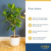 image:imageCosta Farms Fiddle Leaf Fig Live Indoor Plant Floor Plant Statement TreeFicus Audrey  Large 34 Feet Tall  in Decorative Plant Pot