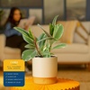 image:imageCosta Farms Fiddle Leaf Fig Live Indoor Plant Floor Plant Statement TreeFicus Tineke  Medium 12 Inches Tall  in Decorative Plant Pot