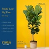 image:imageCosta Farms Fiddle Leaf Fig Live Indoor Plant Floor Plant Statement TreeFiddle Leaf Fig  Extra Large 56 Feet Tall in Grow Pot