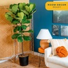 image:imageCosta Farms Fiddle Leaf Fig Live Indoor Plant Floor Plant Statement TreeFiddle Leaf Fig  Extra Large 56 Feet Tall in Grow Pot