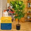 image:imageCosta Farms Fiddle Leaf Fig Live Indoor Plant Floor Plant Statement TreeFiddle Leaf Fig  Extra Large 56 Feet Tall in Grow Pot