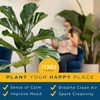 image:imageCosta Farms Fiddle Leaf Fig Live Indoor Plant Floor Plant Statement TreeFiddle Leaf Fig  Large 23 Feet Tall  in Grow Pot