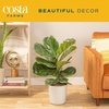 image:imageCosta Farms Fiddle Leaf Fig Live Indoor Plant Floor Plant Statement TreeFiddle Leaf Fig  Large 23 Feet Tall  in Grow Pot