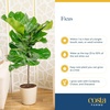 image:imageCosta Farms Fiddle Leaf Fig Live Indoor Plant Floor Plant Statement TreeFiddle Leaf Fig  Large 23 Feet Tall  in Grow Pot