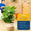 image:imageCosta Farms Fiddle Leaf Fig Live Indoor Plant Floor Plant Statement TreeFiddle Leaf Fig  Large 23 Feet Tall in Indoor Garden Planter