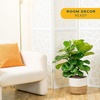 image:imageCosta Farms Fiddle Leaf Fig Live Indoor Plant Floor Plant Statement TreeFiddle Leaf Fig  Large 23 Feet Tall in Indoor Garden Planter