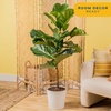 image:imageCosta Farms Fiddle Leaf Fig Live Indoor Plant Floor Plant Statement TreeFiddle Leaf Fig  Large 34 Feet Tall in Decorative Planter