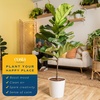 image:imageCosta Farms Fiddle Leaf Fig Live Indoor Plant Floor Plant Statement TreeFiddle Leaf Fig  Large 34 Feet Tall in Decorative Planter