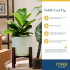 image:imageCosta Farms Fiddle Leaf Fig Live Indoor Plant Floor Plant Statement TreeFiddle Leaf Fig  Medium 12 Feet Tall in Grow Pot