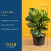image:imageCosta Farms Fiddle Leaf Fig Live Indoor Plant Floor Plant Statement TreeFiddle Leaf Fig  Medium 12 Inches Tall  in Decorative Plant Pot