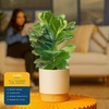 image:imageCosta Farms Fiddle Leaf Fig Live Indoor Plant Floor Plant Statement TreeFiddle Leaf Fig  Medium 12 Inches Tall  in Decorative Plant Pot