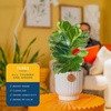 image:imageCosta Farms Fiddle Leaf Fig Live Indoor Plant Floor Plant Statement TreeFiddle Leaf Fig  Medium 12 Inches Tall  in Decorative Planter