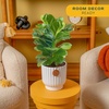 image:imageCosta Farms Fiddle Leaf Fig Live Indoor Plant Floor Plant Statement TreeFiddle Leaf Fig  Medium 12 Inches Tall  in Decorative Planter