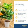 image:imageCosta Farms Fiddle Leaf Fig Live Indoor Plant Floor Plant Statement TreeFiddle Leaf Fig  Medium 12 Inches Tall  in Decorative Planter