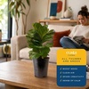 image:imageCosta Farms Fiddle Leaf Fig Live Indoor Plant Floor Plant Statement TreeFiddle Leaf Fig  Medium 12 Inches Tall  in Grow Pot