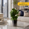 image:imageCosta Farms Fiddle Leaf Fig Live Indoor Plant Floor Plant Statement TreeFiddle Leaf Fig  Medium 12 Inches Tall  in Grow Pot