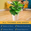 image:imageCosta Farms Fiddle Leaf Fig Live Indoor Plant Floor Plant Statement TreeFiddle Leaf Fig Large 23 Feet Tall in Indoor Garden Planter