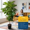image:imageCosta Farms Fiddle Leaf Fig Live Indoor Plant Floor Plant Statement TreeGrow Pot
