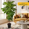 image:imageCosta Farms Fiddle Leaf Fig Live Indoor Plant Floor Plant Statement TreeGrow Pot