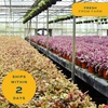 image:imageCosta Farms Fiddle Leaf Fig Live Indoor Plant Floor Plant Statement TreeGrow Pot